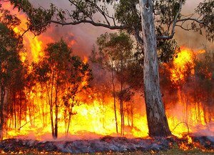 Black Saturday bush fires. Image by bertknot